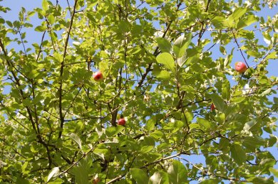 Baumkrone mit roten Äpfeln